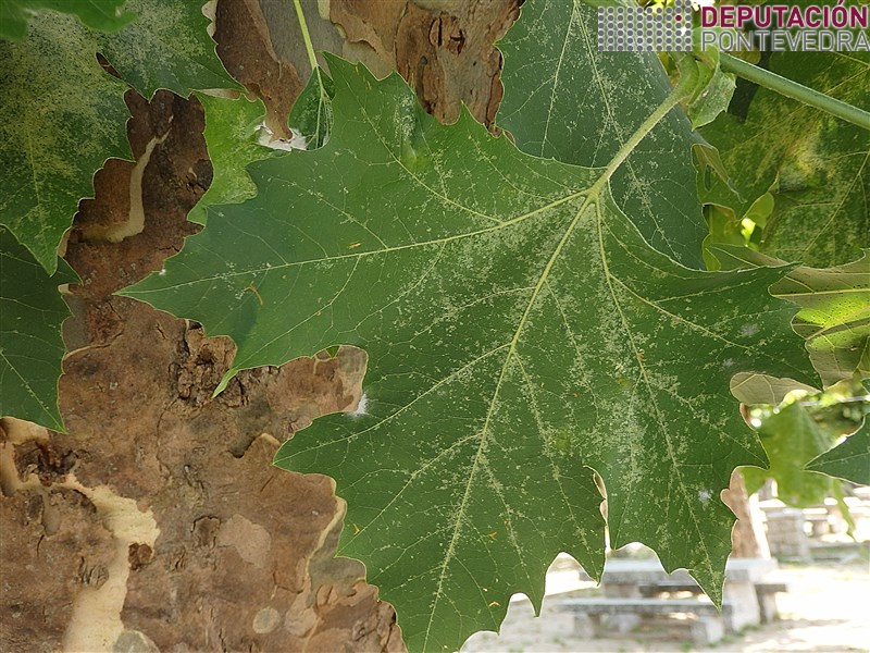 Corythuca ciliata >> Face da folla de platano coas picaduras de Corythuca.jpg